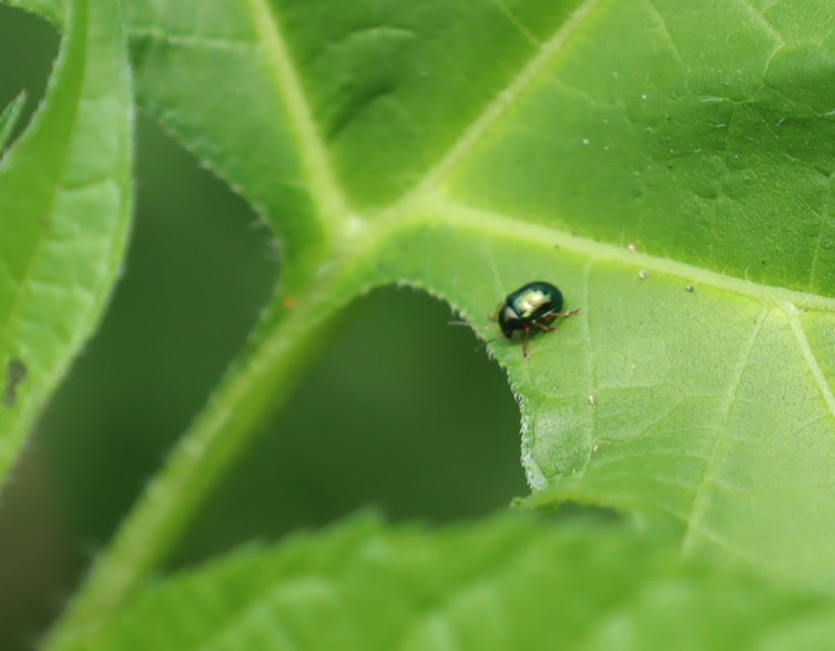 ルリハムシ_昆虫バカセフィールド_2023年6月24日10時15分 気温26.2度